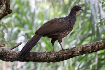 Dusky-legged Guan