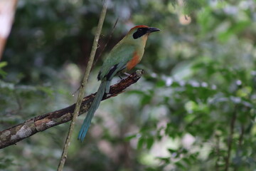 Rufous-capped Motmot