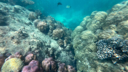 Fototapeta premium Vibrant coral reef underwater scene with diverse marine life, perfect for Earth Day and eco-tourism concepts