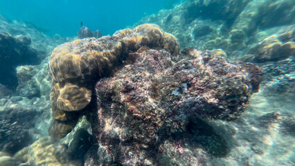 Underwater coral reef scene with vibrant marine life, perfect for Earth Day and marine conservation concepts
