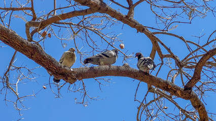 Three birds perched on a tree branch against clear blue sky, nature, wildlife, peaceful scene