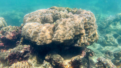 Vibrant coral reef under clear blue water, marine biodiversity conservation, Earth Day, undersea ecosystem