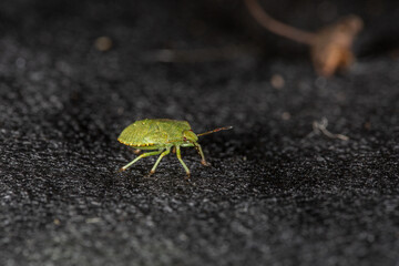 A green stink bug crawls on a textured black surface. Its shield-shaped body, delicate legs, and detailed exoskeleton stand out in this macro shot, highlighting the contrast between insect and backgro