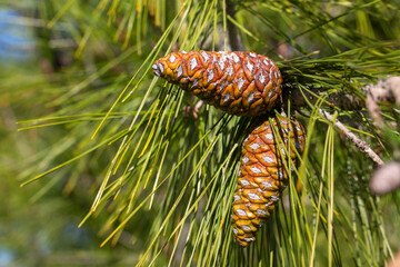 Pine cone in pine tree in nature