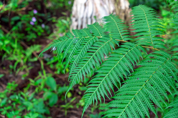 Vibrant fern fronds in forest undergrowth. Close-up of fresh green fern leaves in wild forest environment.Wild forest fern detail with feathery fronds.
