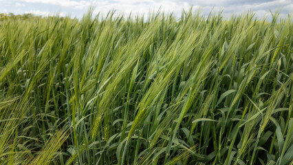 Lush green barley field swaying under a cloudy sky, symbolizing harvest season and agricultural abundance