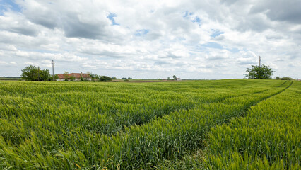 Expansive green wheat field under cloudy sky, serene rural landscape, agricultural growth, harvest...