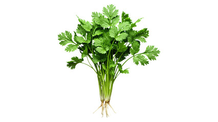Coriander isolated on transparent background