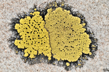 Macro map lichen (Rhizocarpon geographicum) on rock in french Alps