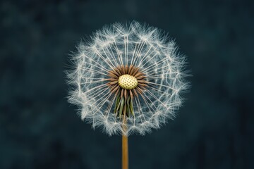 Fototapeta premium A close up view of a fluffy dandelion seed head