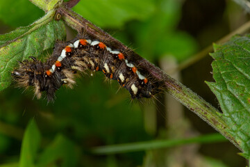 A hairy caterpillar with striking black, white, and orange markings clings to a green leaf. Its bristles stand out, warning predators. The macro shot captures nature’s intricate details vividly.