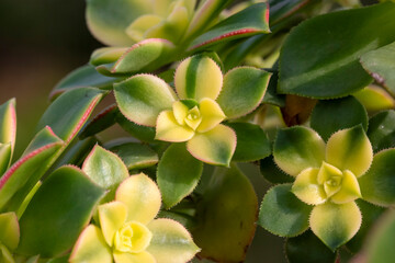 Fototapeta premium Aeonium haworthii 'Dream Color', commonly known as Kiwi Aeonium, has shades of light green, cream and red.