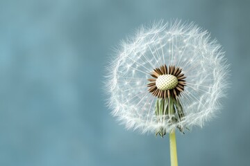Fototapeta premium A Close Up View of a Dandelion Seed Head