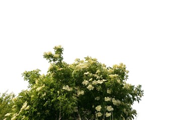 Elderberry bush isolated on a white background
