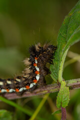 A hairy caterpillar with striking black, white, and orange markings clings to a green leaf. Its...