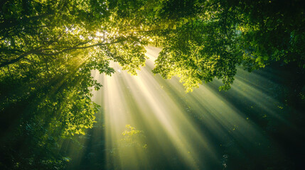 Obraz premium Sunlight streaming through lush forest canopy in serene woodland morning scene