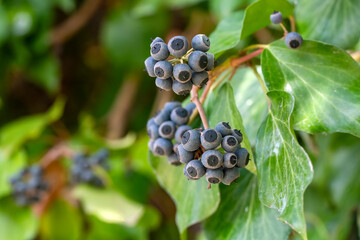 Fruits of Common Ivy Hedera Helix Linne. Hedera helix (common, English ivy, European ivy) with...