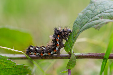 A hairy caterpillar with striking black, white, and orange markings clings to a green leaf. Its bristles stand out, warning predators. The macro shot captures nature’s intricate details vividly.