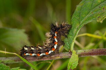 A hairy caterpillar with striking black, white, and orange markings clings to a green leaf. Its bristles stand out, warning predators. The macro shot captures nature’s intricate details vividly.