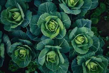 Fototapeta premium Aerial View of Lush Green Cabbage Fields in Fresh Farm Landscape