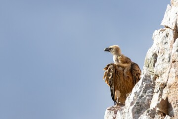 A Griffon vulture (Gyps fulvus) perched on rocky cliffs in Monfragüe National Park, Extremadura, Spain, with a clear blue sky in the background, showcasing its majestic presence