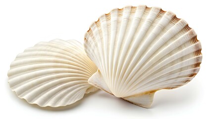 Beautiful White Scallop Seashells on White Background