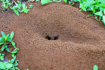 close up photo of an anthill made of earth