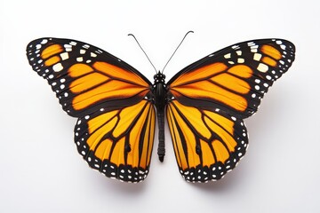 Obraz premium A vibrant orange and black butterfly exhibits its beautiful patterned wings