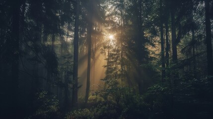 Fototapeta premium Sunlight Streams Through Forest, Evoking Tranquility and Natural Beauty