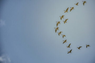 herd of geese in blue sky. Blury picture