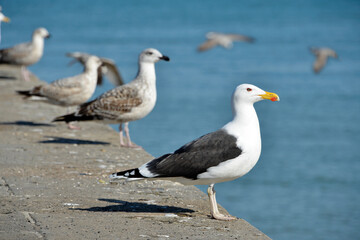 Close-up of profile Great Black-backed Gull (Larus marinus) on a wall by the sea 