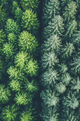 Fototapeta premium Contrasting green and frosted pine trees top view in forest landscape
