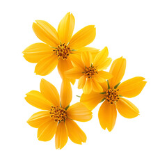 Yellow Cosmos On White or transparent.