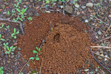 close up photo of an anthill made of earth in indonesia