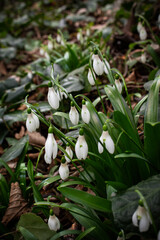 snowdrops in the spring forest