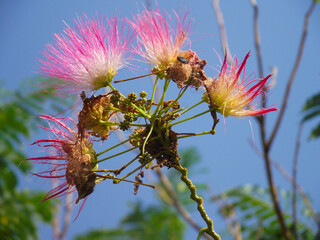 Albizia julibrissin