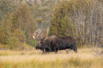 Bull Moose During the Rut in Grand Teton National Park Wyoming in Autumn