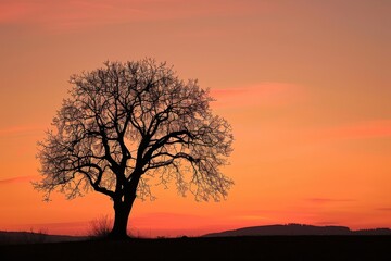 Obraz premium Silhouette of a tree against a vibrant orange-pink sunset sky