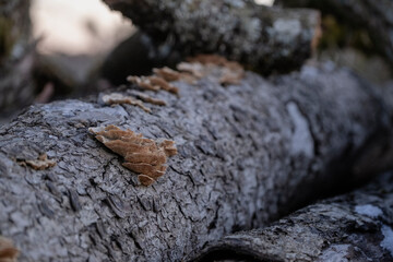 A bunch of mushrooms in a tree trunk