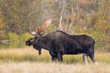 Bull Moose During the Rut in Grand Teton National Park Wyoming in Autumn