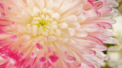 White purple chrysanthemum flower detail
