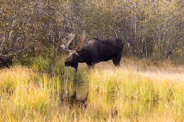 Bull Moose During the Rut in Grand Teton National Park Wyoming in Autumn