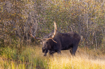 Bull Moose During the Rut in Grand Teton National Park Wyoming in Autumn