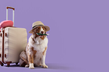 Cute Australian Shepherd dog in hat with passport and suitcase on lilac background. Travel concept