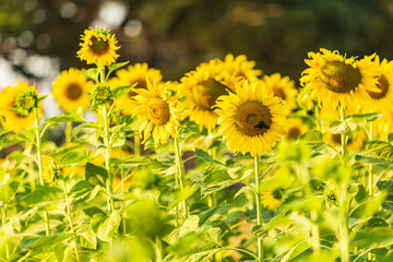 Golden Sunflowers field at blooming farm agricultural Summer sunset and blue sky background texture with white clouds in Thailand