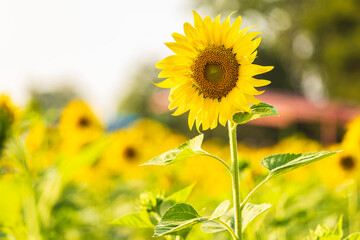Golden Sunflowers field at blooming farm agricultural Summer sunset and blue sky background texture with white clouds in Thailand