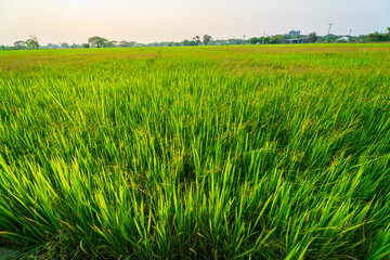 Scenic view landscape of Rice field green grass with field cornfield or in Asia country agriculture harvest with fluffy clouds blue sky sunset evening background.