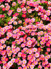 Background of ornementation red and pink daisy flowers
