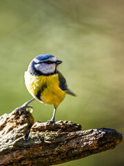 Fototapeta premium Blue Tit, Cyanistes Caeruleus