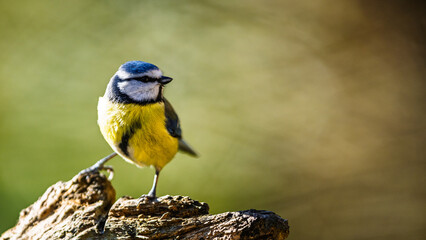 Blue Tit, Cyanistes Caeruleus